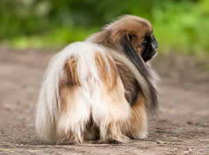 Pekingese — rear