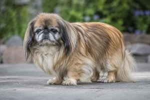 Pekingese — senior