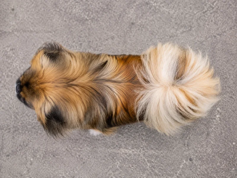 Pekingese — top