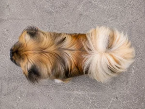 Pekingese — top