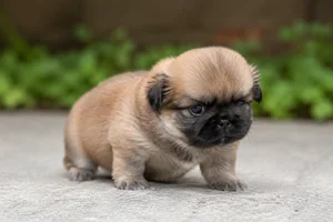 Pekingese — young puppy (~1 mo)
