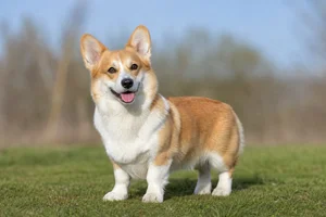 Pembroke Welsh Corgi — adult