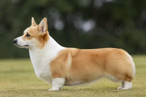 Pembroke Welsh Corgi — Fawn and White coat