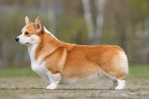 Pembroke Welsh Corgi — Red and White coat