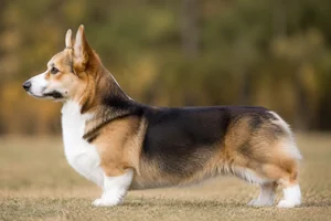 Pembroke Welsh Corgi — Sable and White coat