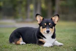 Pembroke Welsh Corgi — lying down