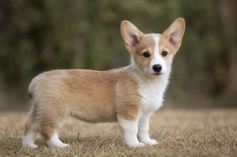 Pembroke Welsh Corgi — puppy (~4 mo)