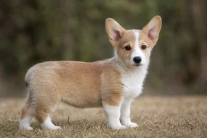 Pembroke Welsh Corgi — puppy (~4 mo)