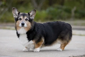 Pembroke Welsh Corgi — senior