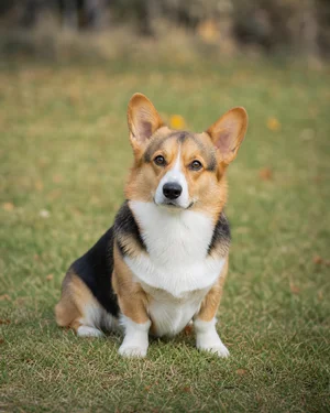 Pembroke Welsh Corgi — sitting
