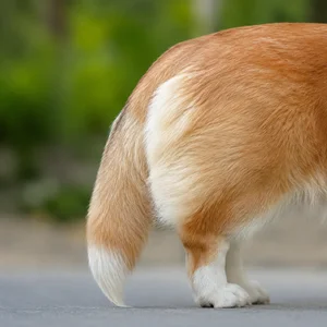 Pembroke Welsh Corgi — tail