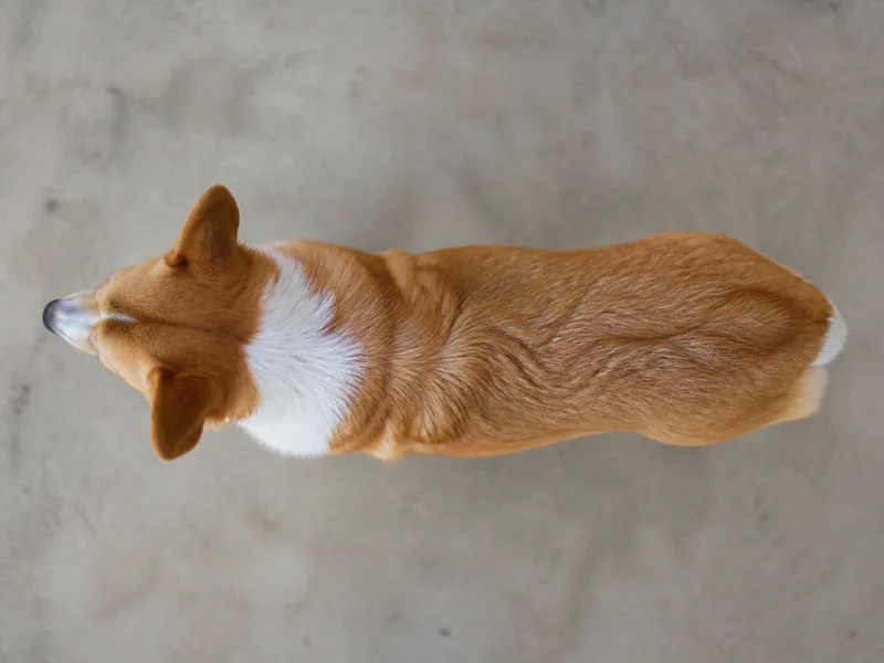 Pembroke Welsh Corgi — top