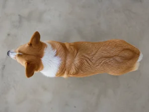 Pembroke Welsh Corgi — top