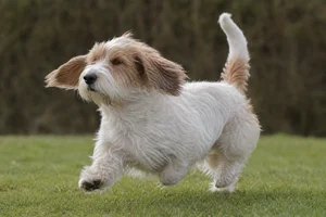 Petit Basset Griffon Vendéen — running