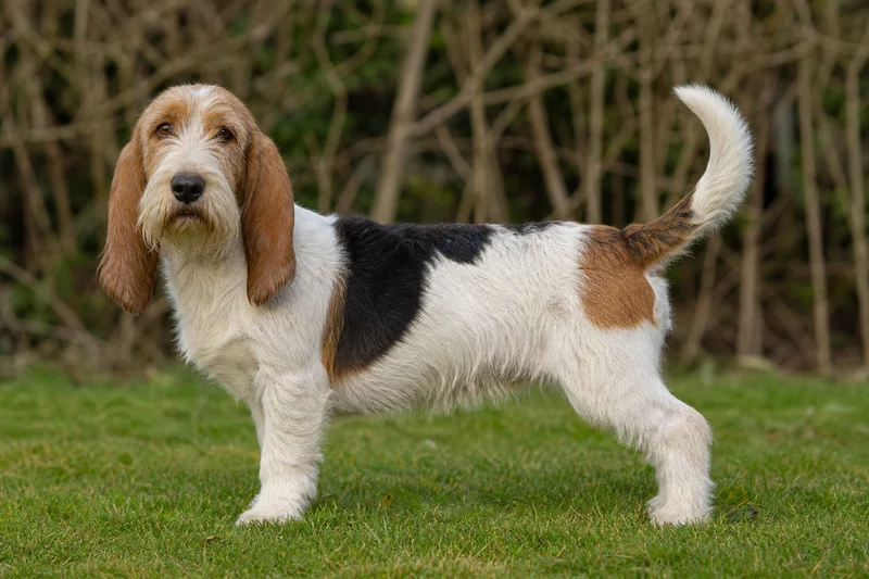 Petit Basset Griffon Vendéen — adult