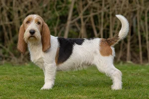 Petit Basset Griffon Vendéen — adult