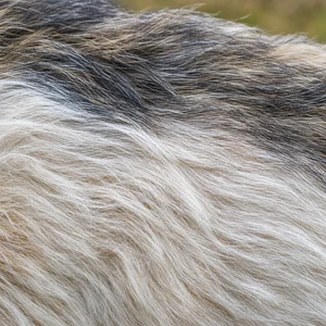 Petit Basset Griffon Vendéen — coat texture