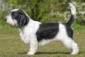 Petit Basset Griffon Vendéen — White & Black coat