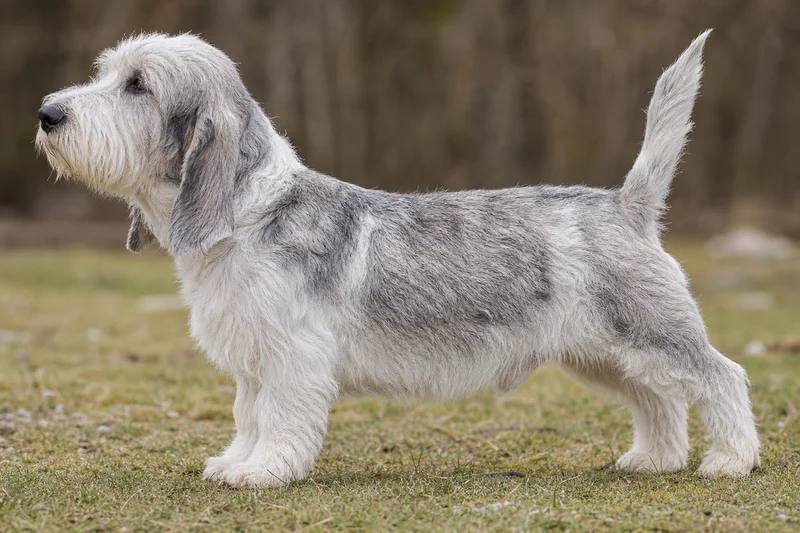 Petit Basset Griffon Vendéen — White & Grizzle coat