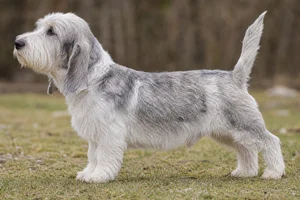 Petit Basset Griffon Vendéen — White & Grizzle coat