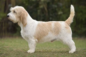 Petit Basset Griffon Vendéen — White & Lemon coat