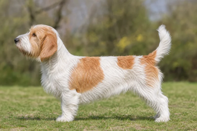 Petit Basset Griffon Vendéen — White & Orange coat