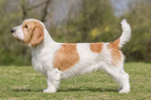 Petit Basset Griffon Vendéen — White & Orange coat