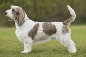 Petit Basset Griffon Vendéen — White & Sable coat