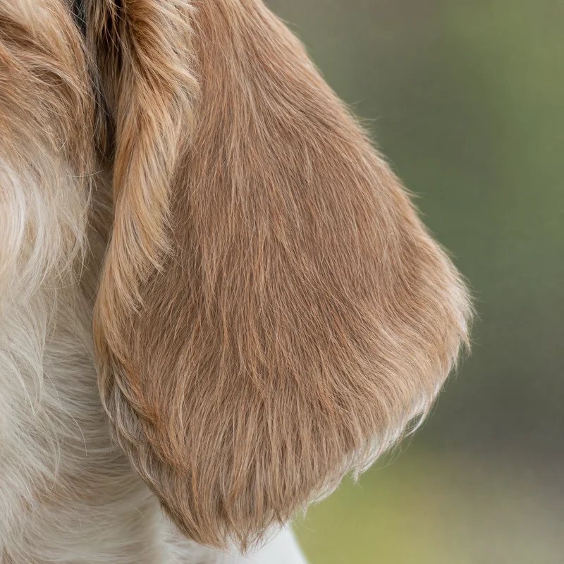 Petit Basset Griffon Vendéen — ears