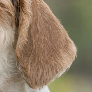 Petit Basset Griffon Vendéen — ears