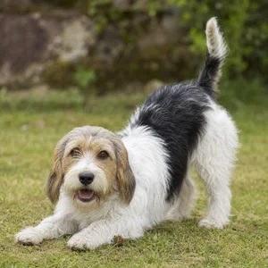 Petit Basset Griffon Vendéen — playful