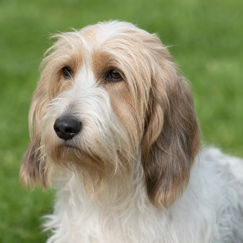 Petit Basset Griffon Vendéen — relaxed