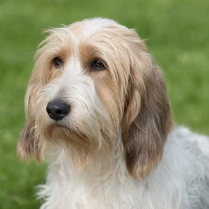 Petit Basset Griffon Vendéen — relaxed