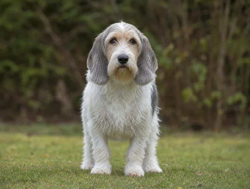 Petit Basset Griffon Vendéen — front