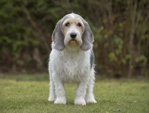 Petit Basset Griffon Vendéen — front