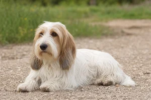 Petit Basset Griffon Vendéen — lying down