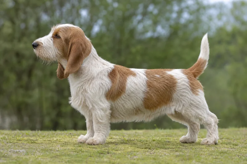Petit Basset Griffon Vendéen — side