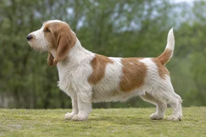 Petit Basset Griffon Vendéen dog
