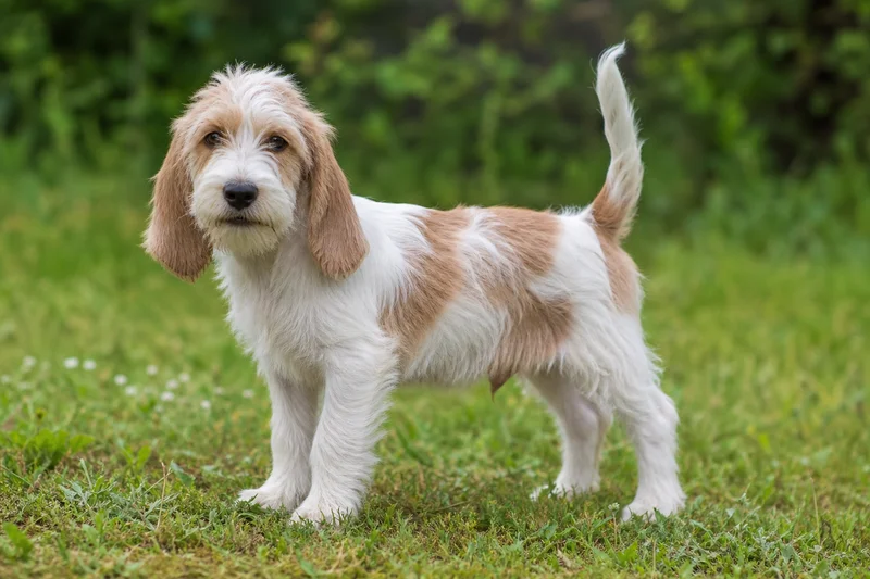 Petit Basset Griffon Vendéen — puppy (~4 mo)