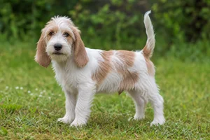 Petit Basset Griffon Vendéen — puppy (~4 mo)