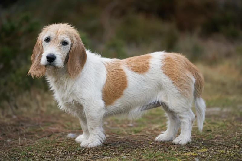 Petit Basset Griffon Vendéen — senior