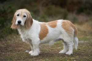 Petit Basset Griffon Vendéen — senior
