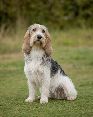 Petit Basset Griffon Vendéen — sitting