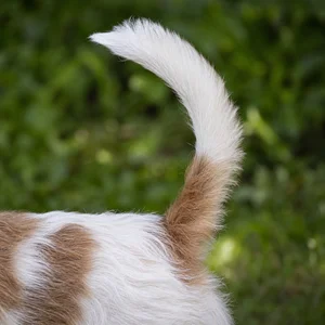 Petit Basset Griffon Vendéen — tail