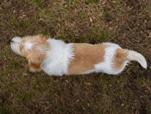 Petit Basset Griffon Vendéen — top