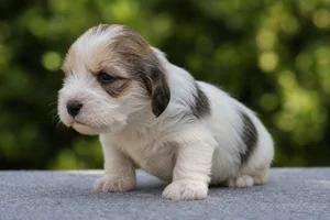 Petit Basset Griffon Vendéen — young puppy (~1 mo)