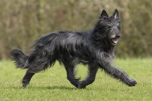Picardy Sheepdog — running