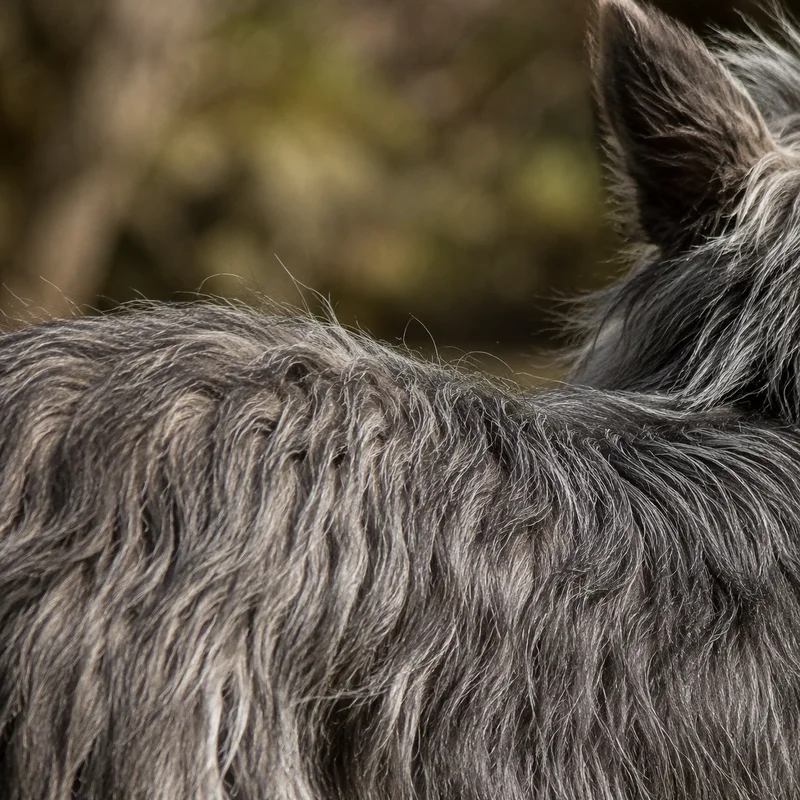 Picardy Sheepdog — coat texture