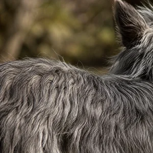 Picardy Sheepdog — coat texture