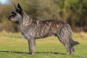 Picardy Sheepdog — brindle coat